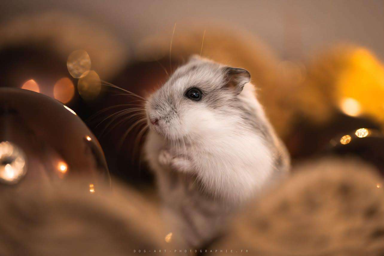 Hamster