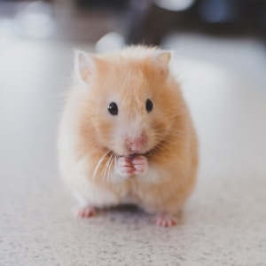 Hamster roborovski