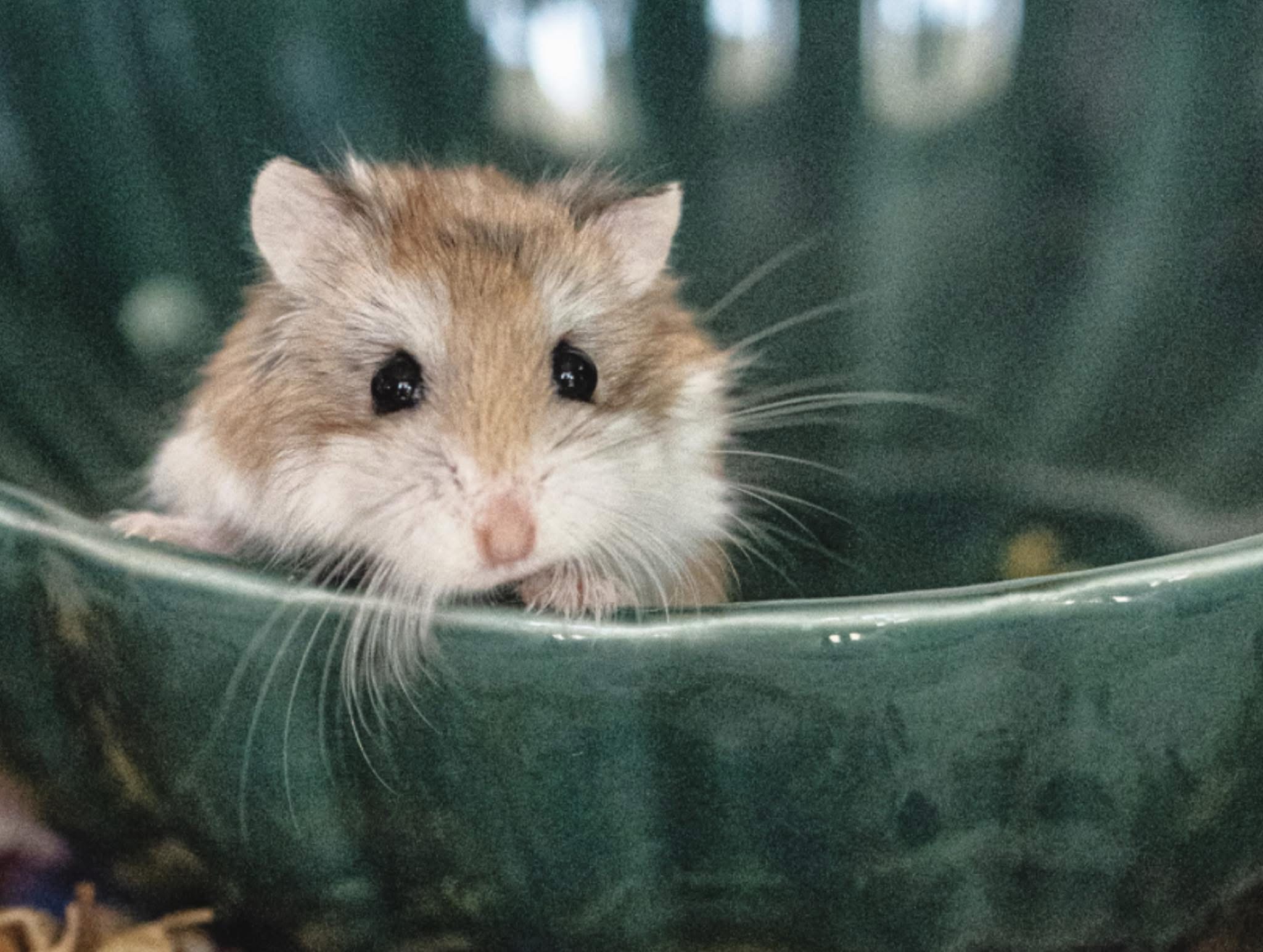 Elva - Hamster roborovski