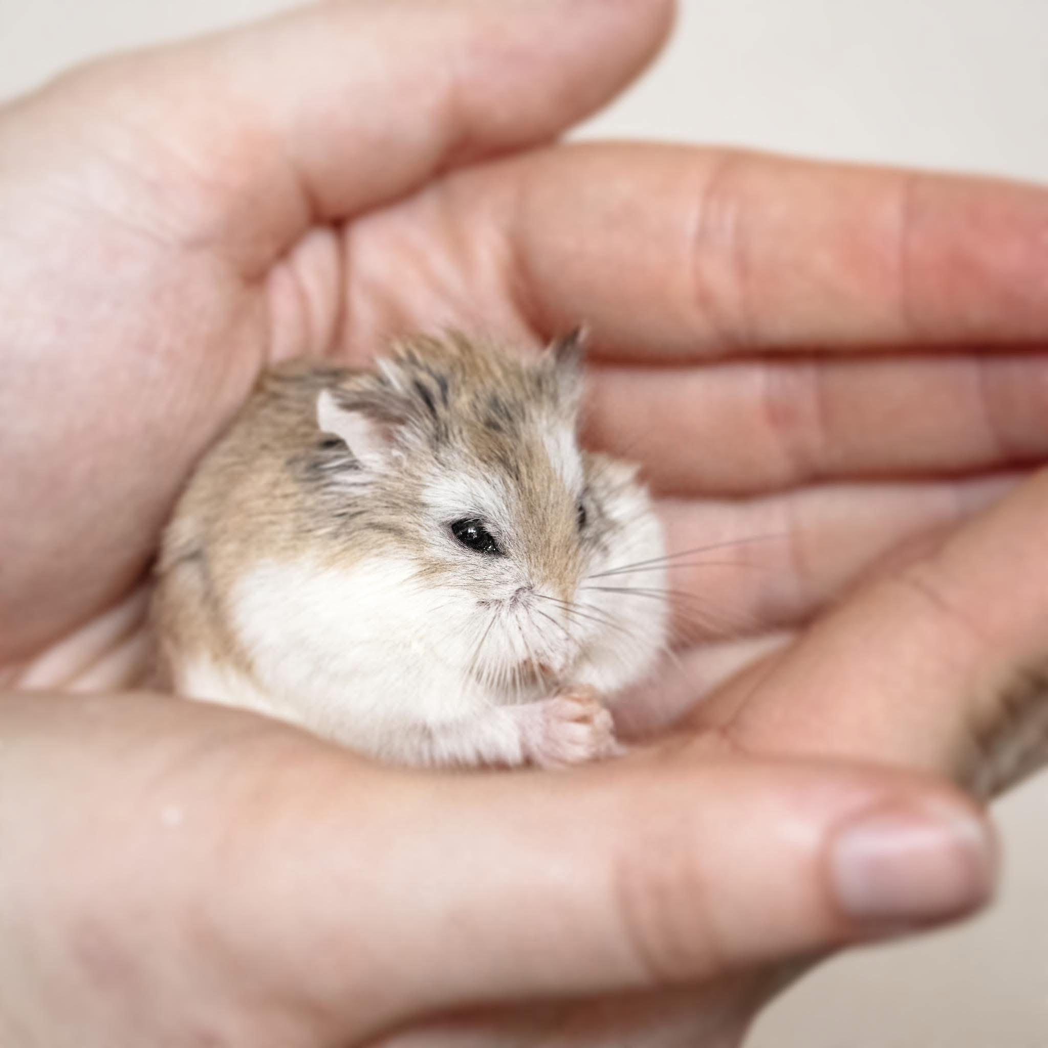 Fenri - Hamster roborovski