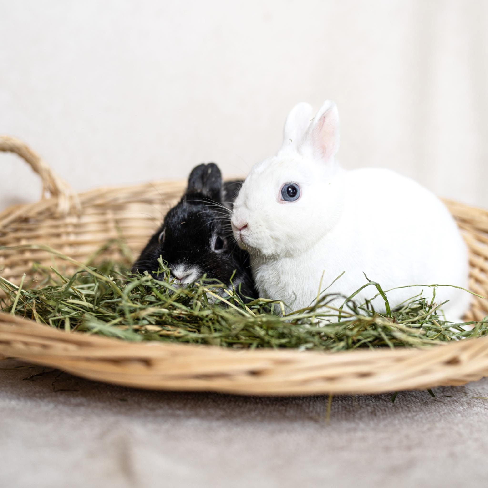 Saddy & Elwood - Lapin