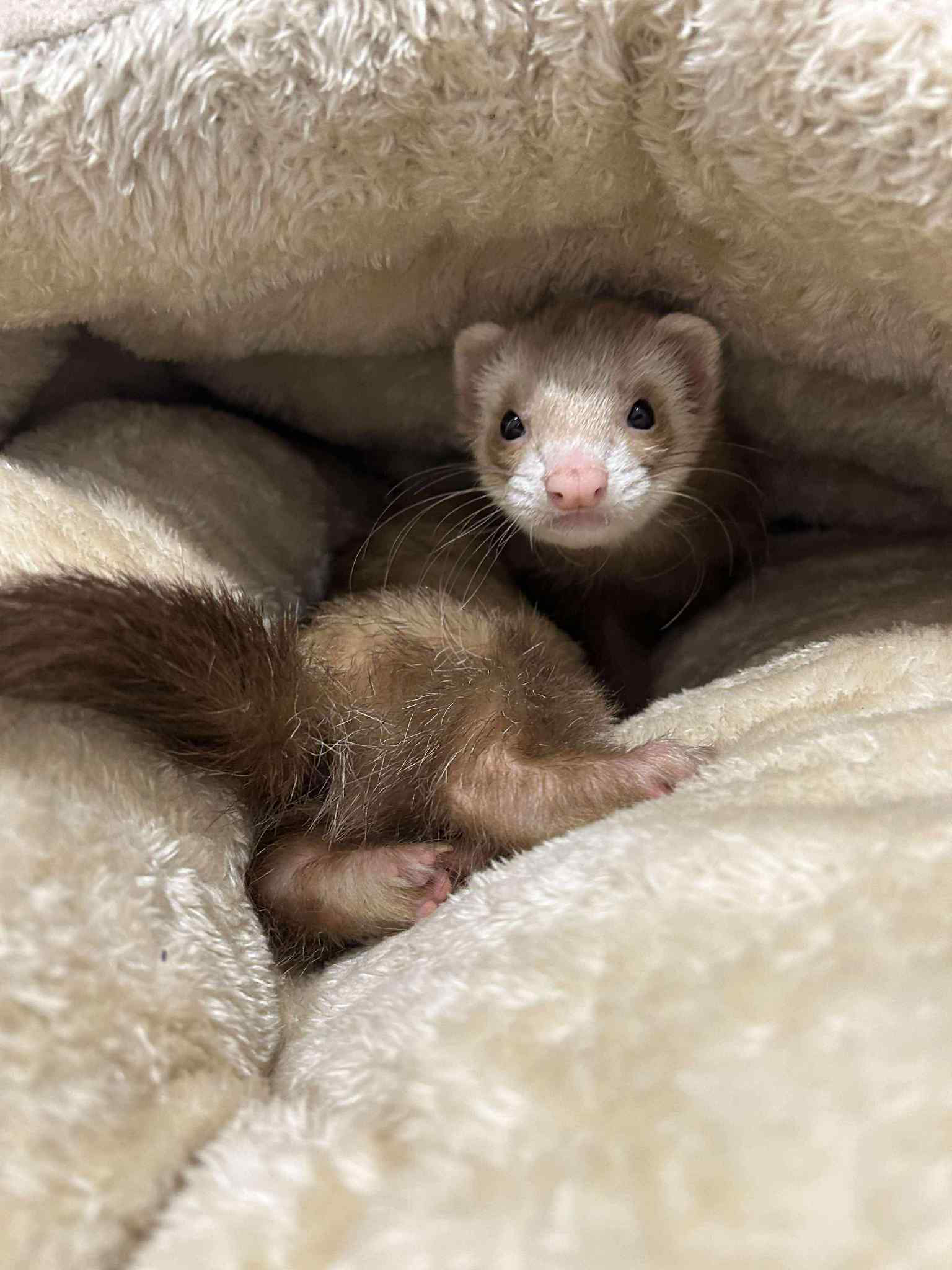 Bowser & Peach - Cochon d'inde