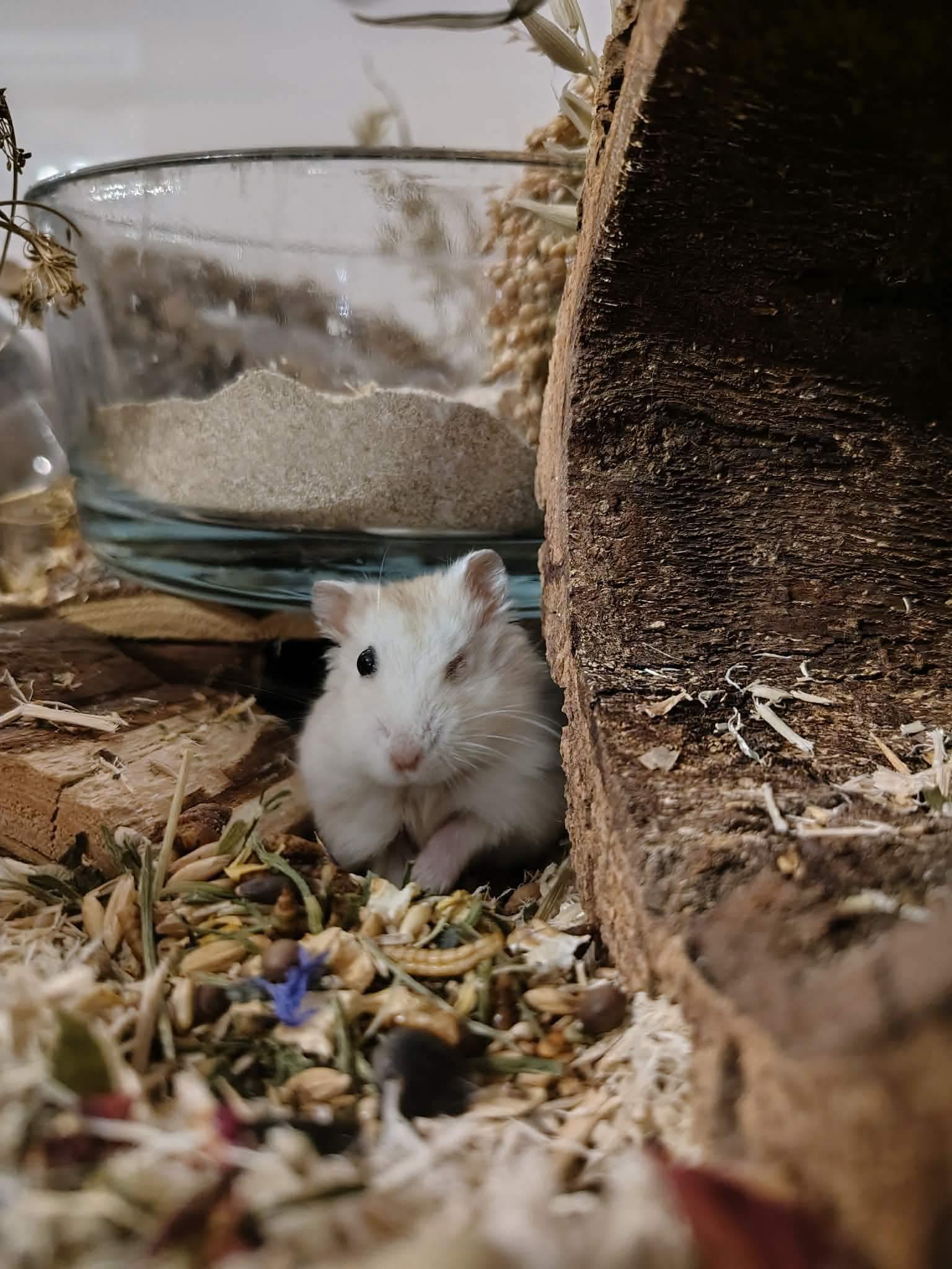 Winky - Hamster hybride