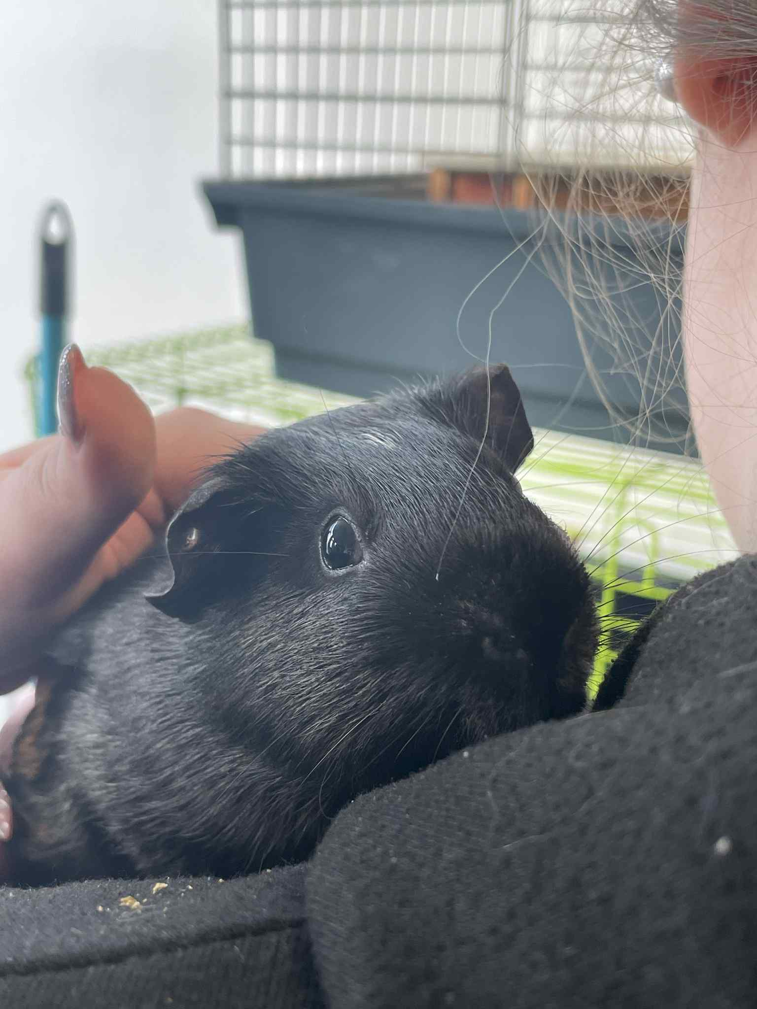 Sparrow &amp; Noctis