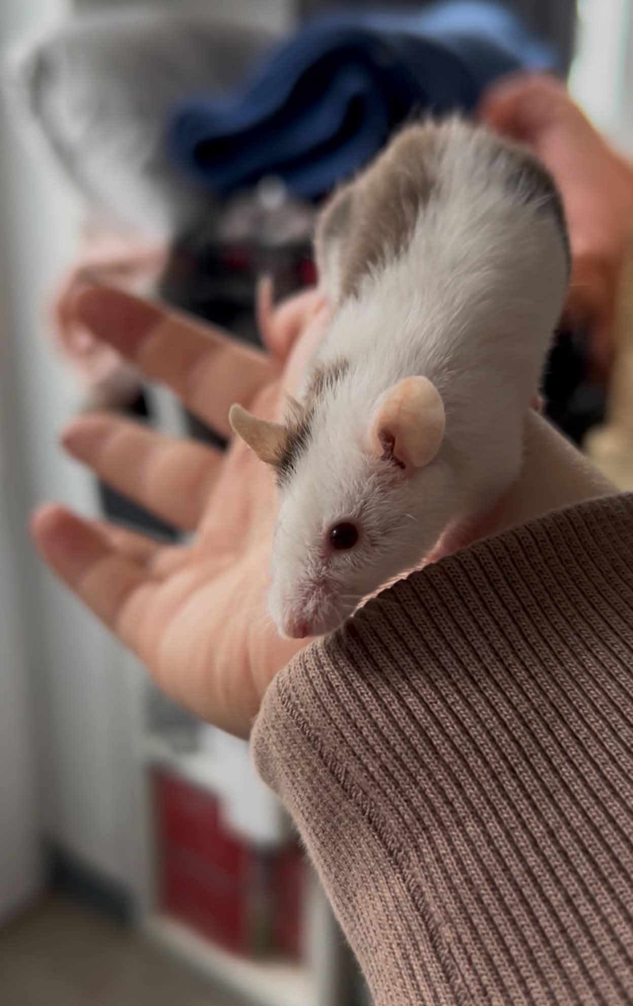 Roger - Souris