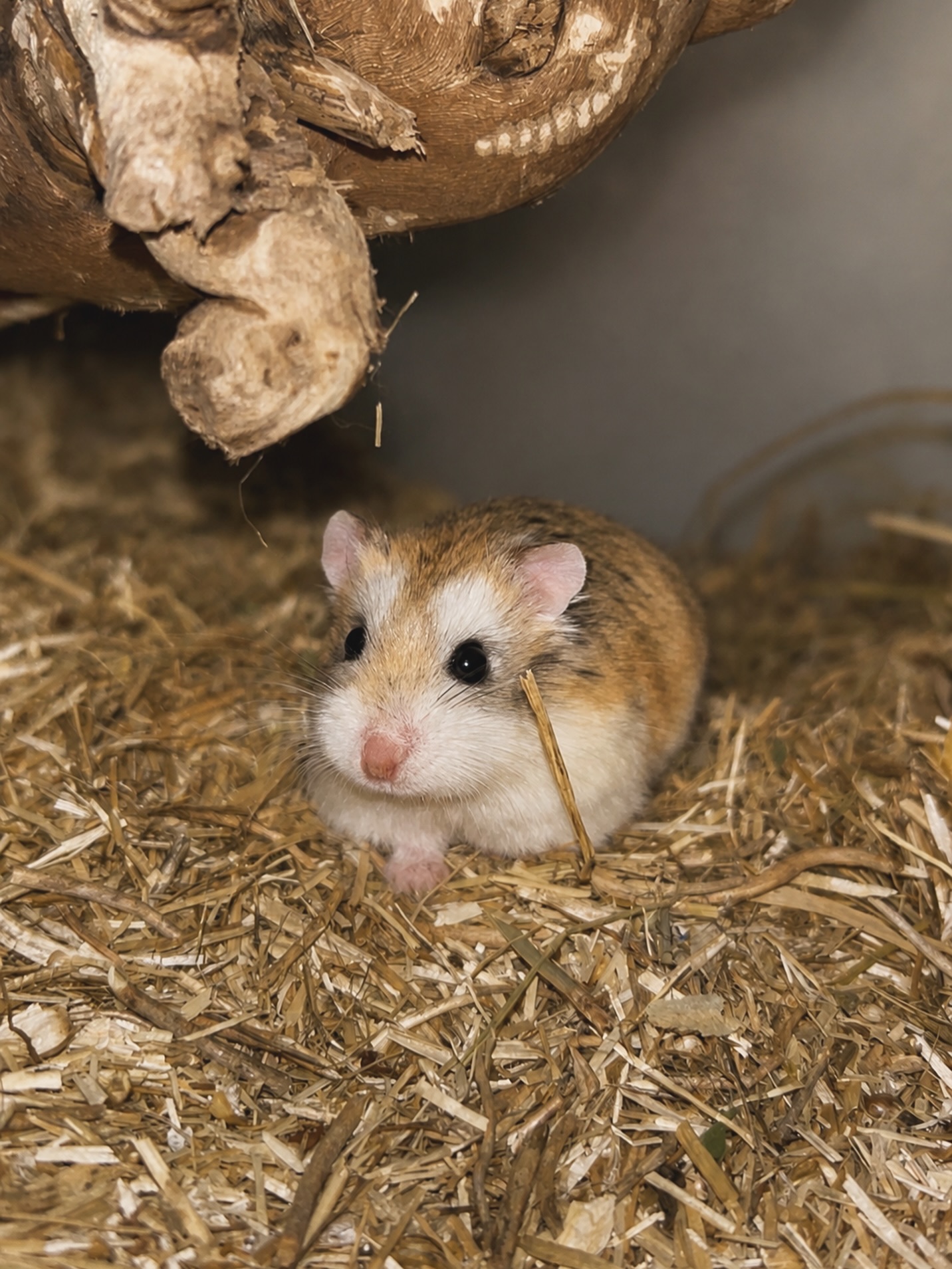 Boo - Hamster roborovski