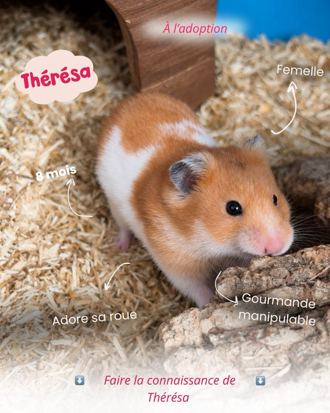 Thérésa